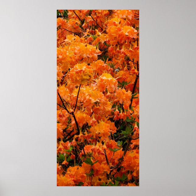 Flame Azalea Flowers Poster (Framsidan)