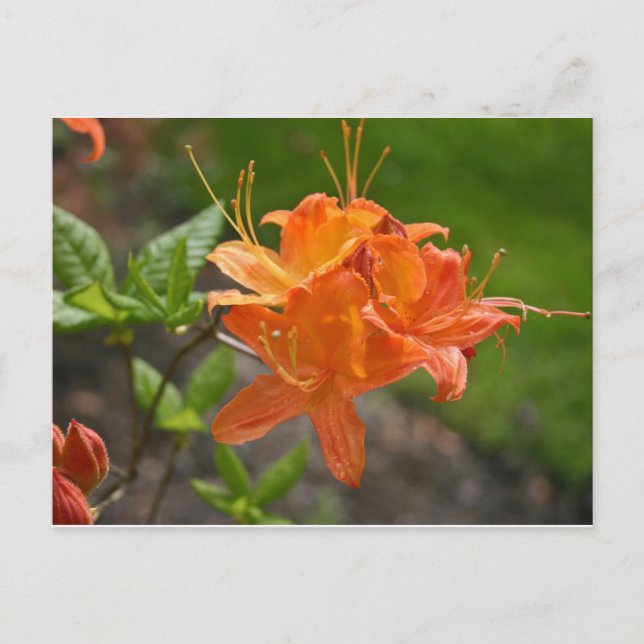 Flame Azalea Vår-vykort Vykort (Framsida)