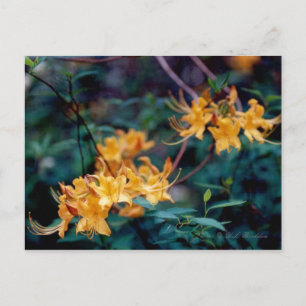 Flame Azalea-vykort Vykort