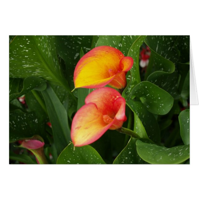Flame Calla. Hälsningskort (Framsidan Horizontal)