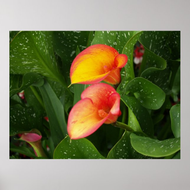 Flame Calla. Poster (Framsidan)