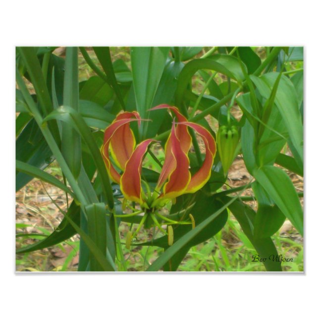 Flame Lily - Gloriosa Superba Fototryck (Framsidan)