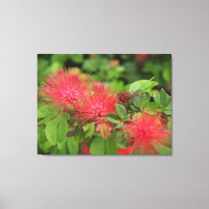 Flame Mimosa Träd Blooms Stretched Kanvastryck