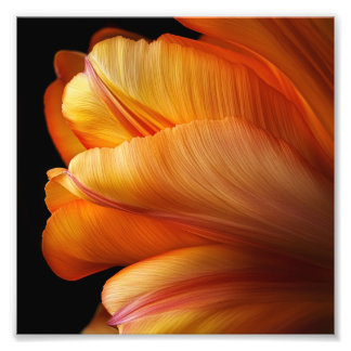 Flame of Grace - Golden Tulip in Bloom Fototryck