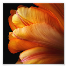 Flame of Grace - Golden Tulip in Bloom