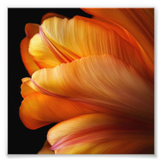 Flame of Grace - Golden Tulip in Bloom Fototryck