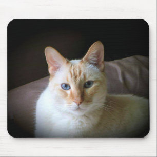 Flame Point Siamese Cat med vackert blå Ögon Musmatta