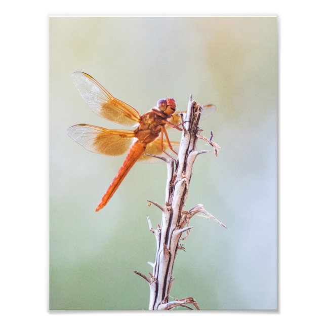 Flame Skimmer Dragonfly på Agave Fototryck (Framsidan)