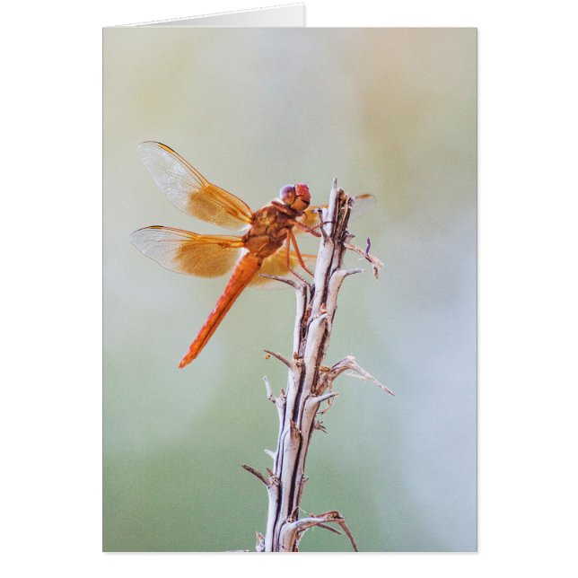 Flame Skimmer Dragonfly på Agave Hälsningskort (Framsidan)