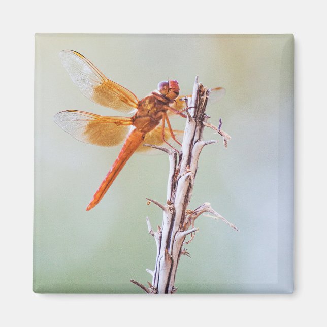 Flame Skimmer Dragonfly på Agave Magnet (Framsidan)