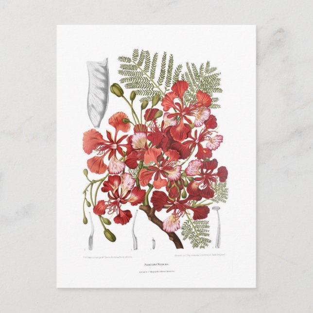 Flame Träd (Delonix regia) Vykort (Framsida)