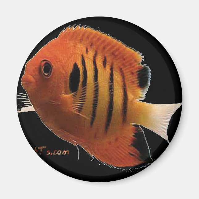 FlameAngel Magnet (Framsidan)