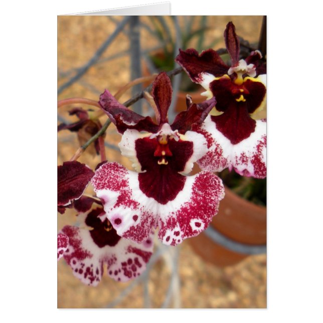 Flamenco OBS Kort (Framsidan)