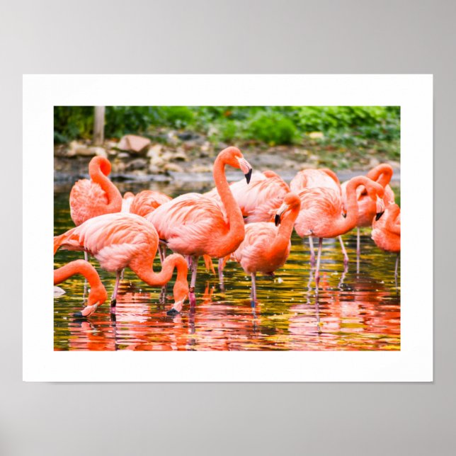 Flamengo Poster (Framsidan)