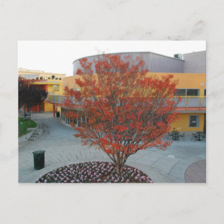 FlameTree Yerba Buena Vykort