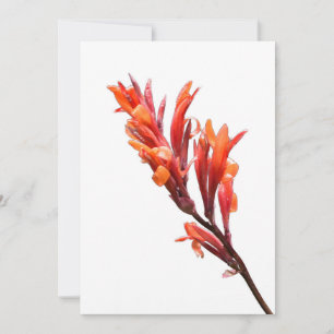 Flaming Canna Meddelande