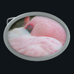 Flamingo<br><div class="desc">Flamingofotografi</div>