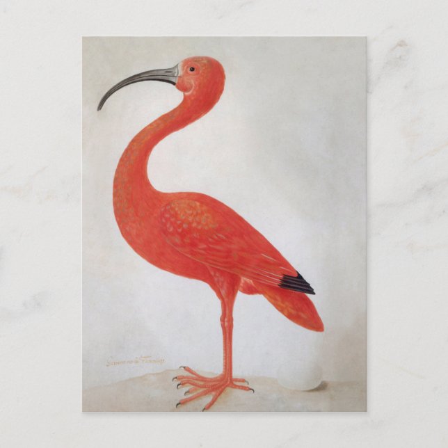 Flamingo - 17:e C. Fine Art Postcard Vykort (Framsida)