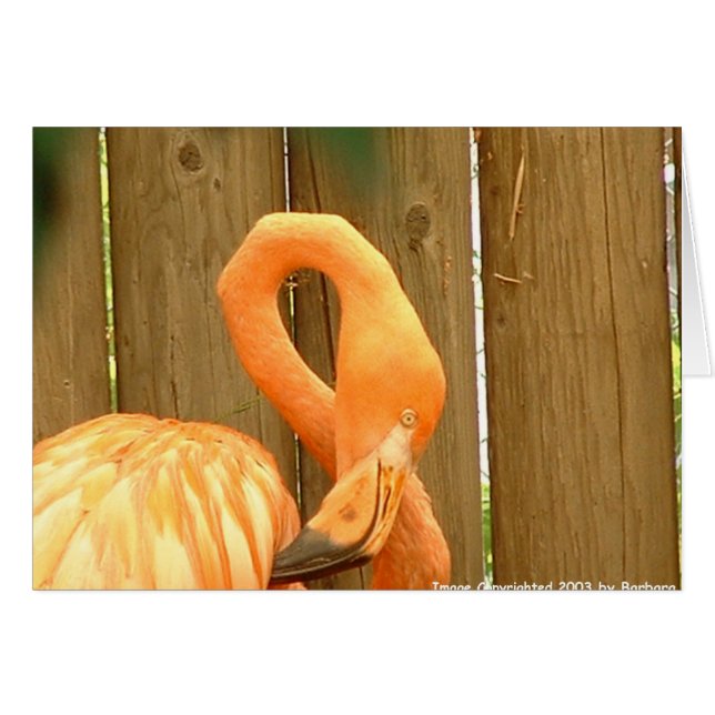 flamingo 1 hälsningskort (Framsidan Horizontal)