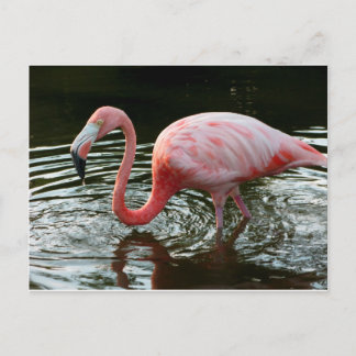 Flamingo 2 vykort