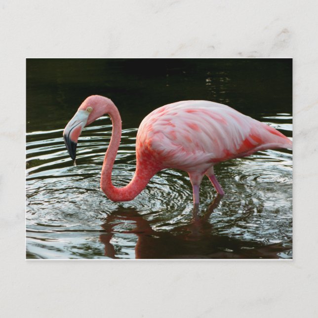 Flamingo 2 vykort (Framsida)