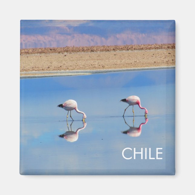 Flamingo, Atacama Desert, Chile Magnet (Framsidan)