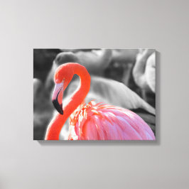 Flamingo Bird Photography Canvastryck