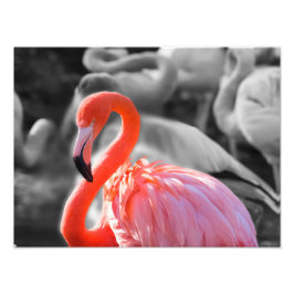 Flamingo Bird Photography Fototryck