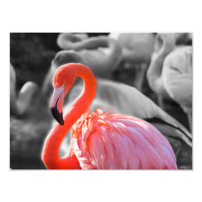 Flamingo Bird Photography Fototryck (Framsidan)