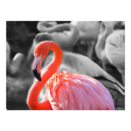 Flamingo Bird Photography Fototryck