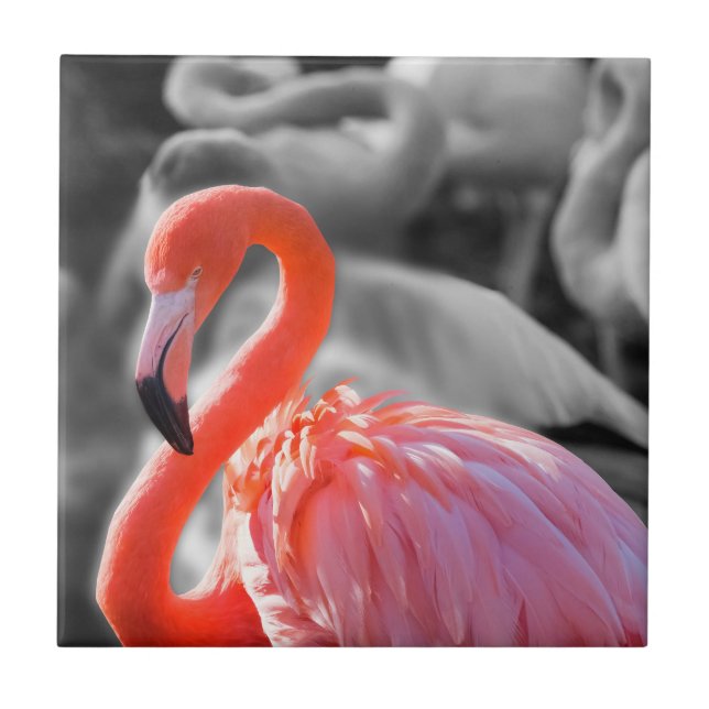 Flamingo Bird Photography Kakelplatta (Framsidan)