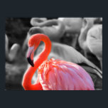 Flamingo Bird Photography Poster<br><div class="desc">Flamingofågel med svart och vit bakgrund selektiv Färg partiell minimalistisk kreativ Fotografi Art</div>