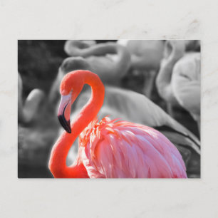 Flamingo Bird Photography Vykort