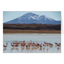 Flamingo Birds på bergskortet Vatten-Snö