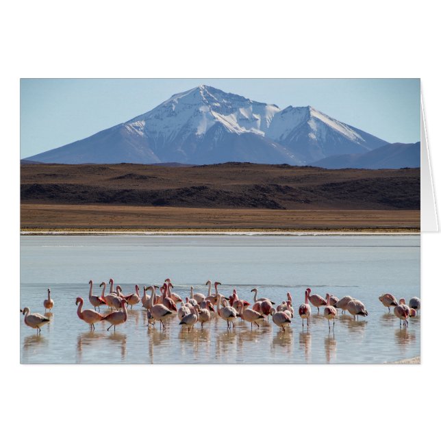 Flamingo Birds på bergskortet Vatten-Snö OBS Kort (Framsidan Horizontal)