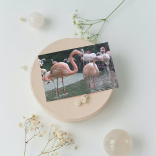 Flamingo Birds Vykort