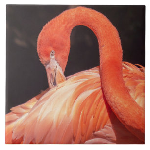 Flamingo Ceramic Tile Kakelplatta