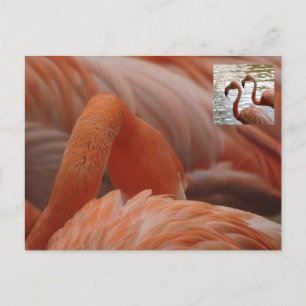 Flamingo Close Up DIY Postcard Vykort