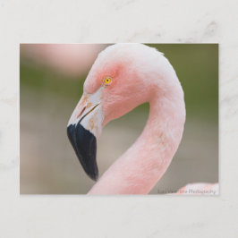 Flamingo Close Up-vykort Vykort