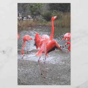 flamingo-dans