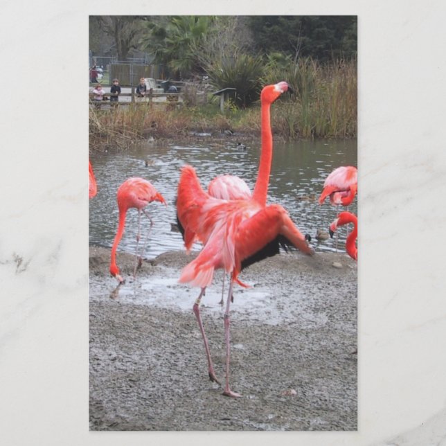 flamingo-dans (Framsida)