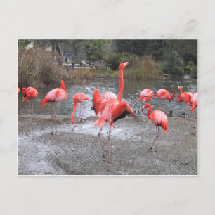 flamingo-dans vykort