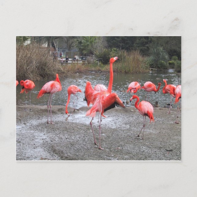 flamingo-dans vykort (Framsida)
