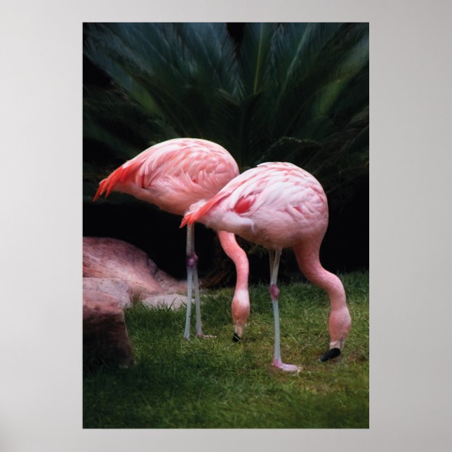 Flamingo - En uppsättning flamingos Poster (Framsidan)