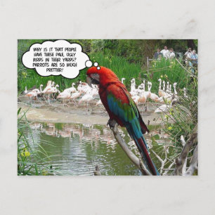 Flamingo Envy Vykort