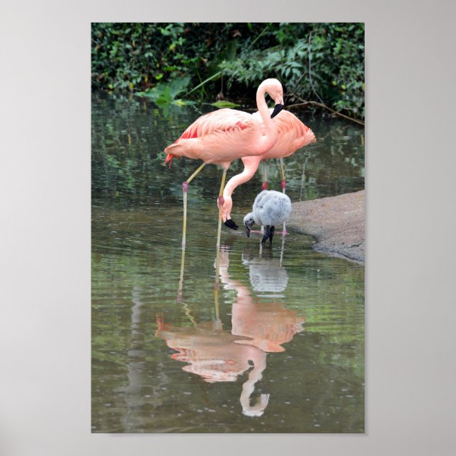 Flamingo Family Wading Poster (Framsidan)