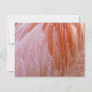 Flamingo Feathers in Shades of Rosa