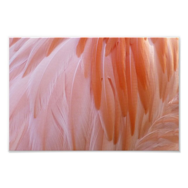 Flamingo Feathers in Shades of Rosa Fototryck (Framsidan)