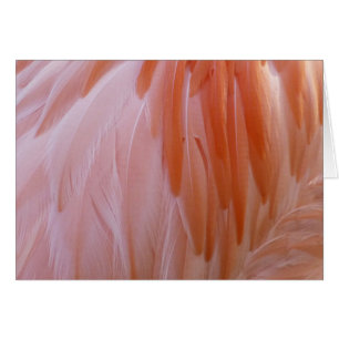 Flamingo Feathers in Shades of Rosa OBS Kort