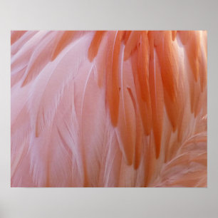 Flamingo Feathers in Shades of Rosa Poster